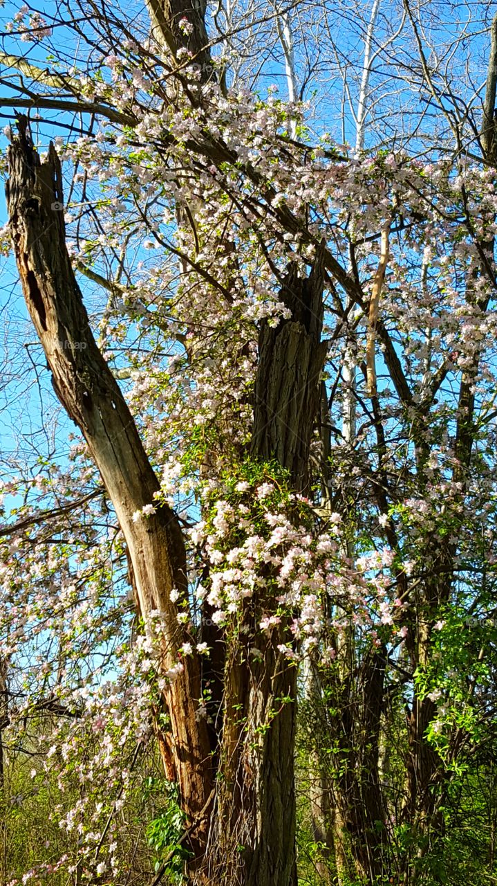 wildflowers in the woods