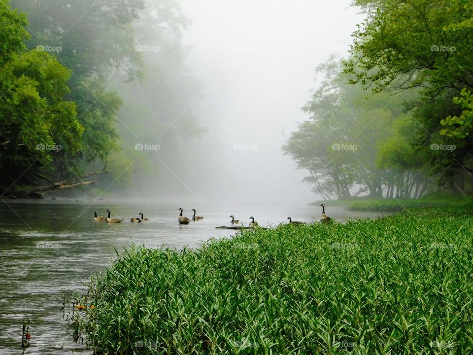 Early Morning Swim