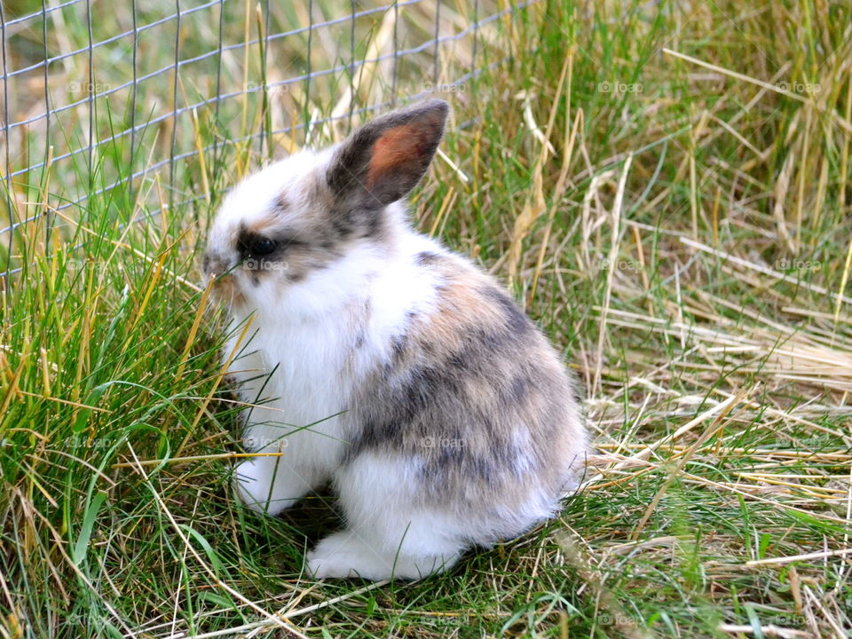 Cute little rabbit