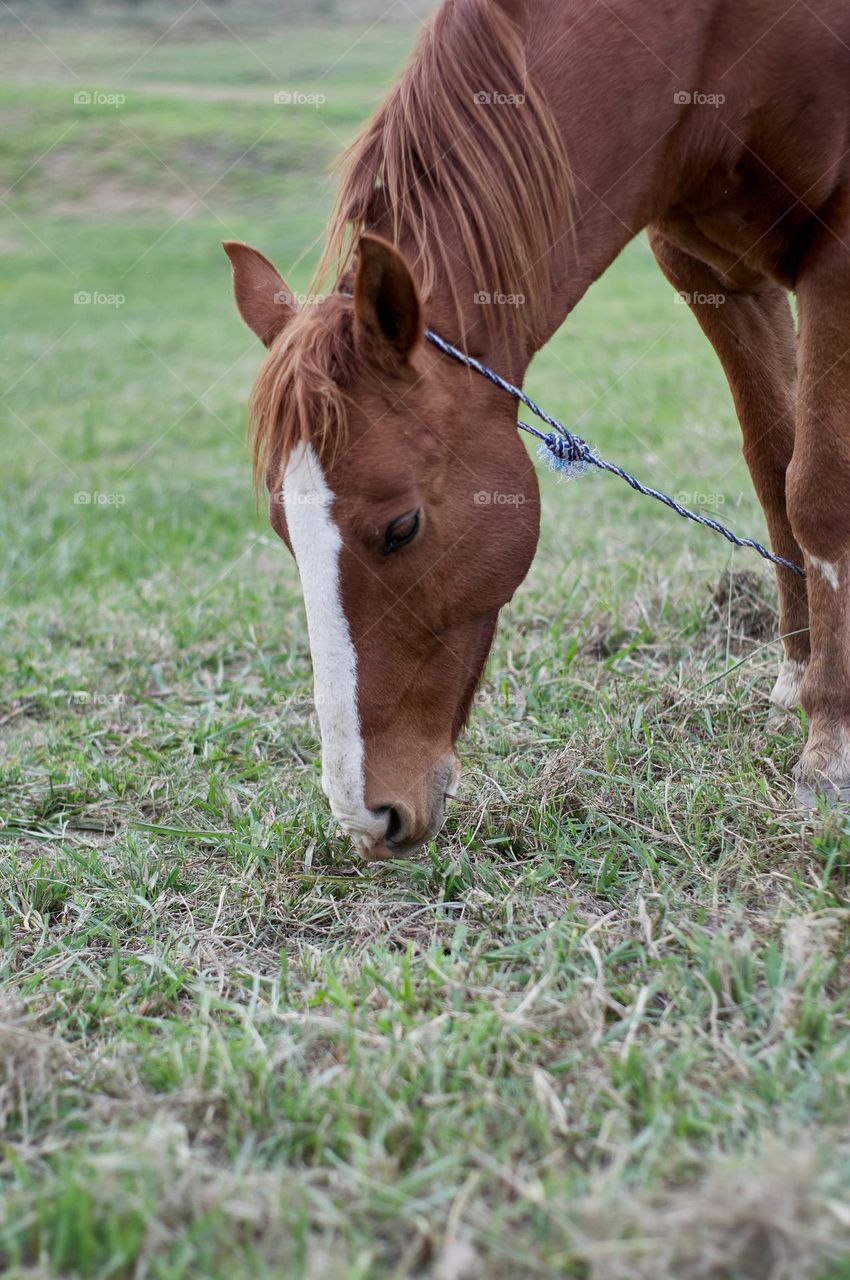brown horse with white spots grazing in green meadow.