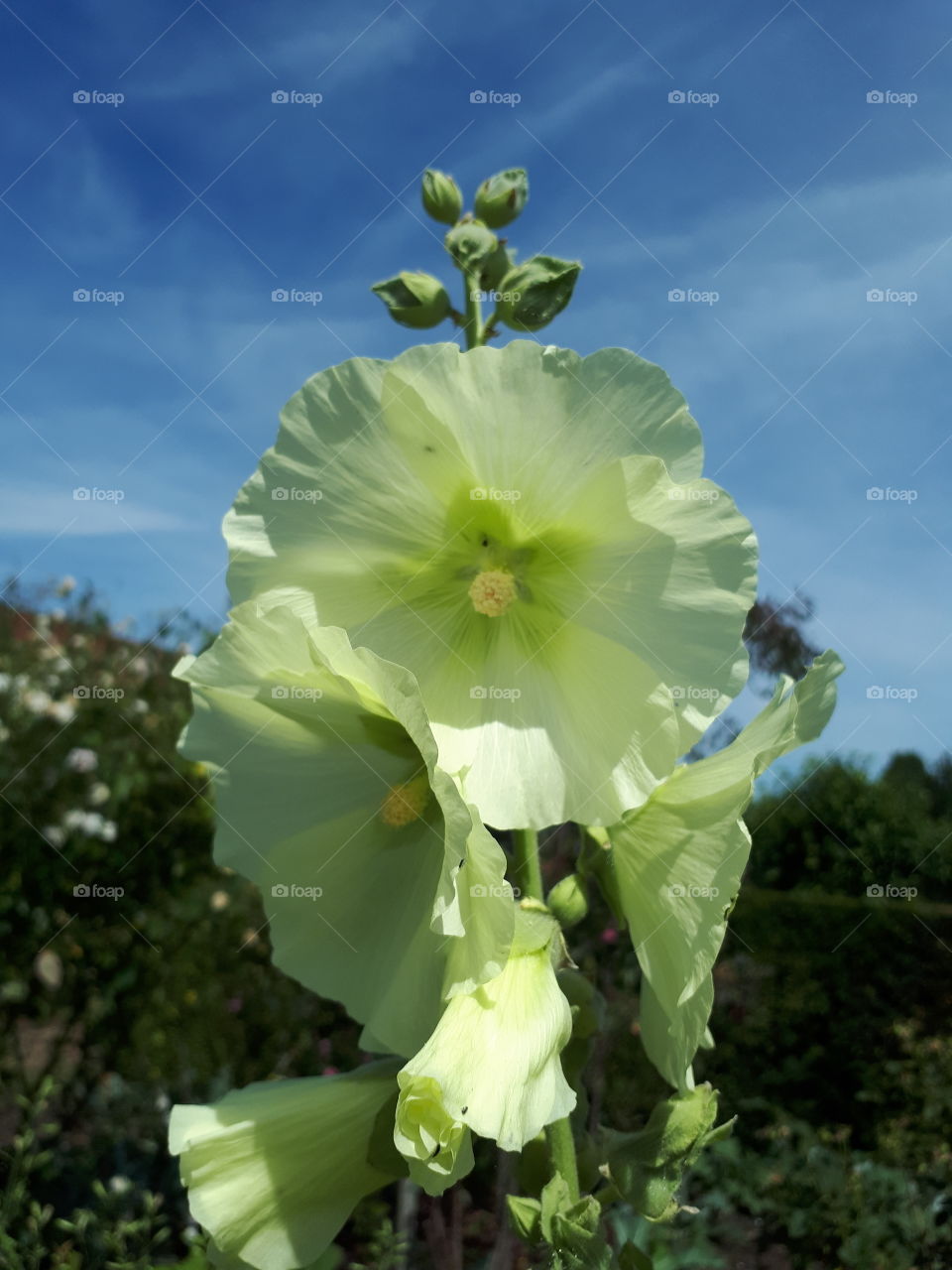 Lime Green Flowers