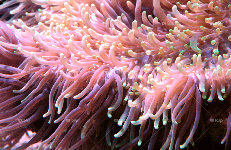 ocean anemone under water tentacles by bushler14