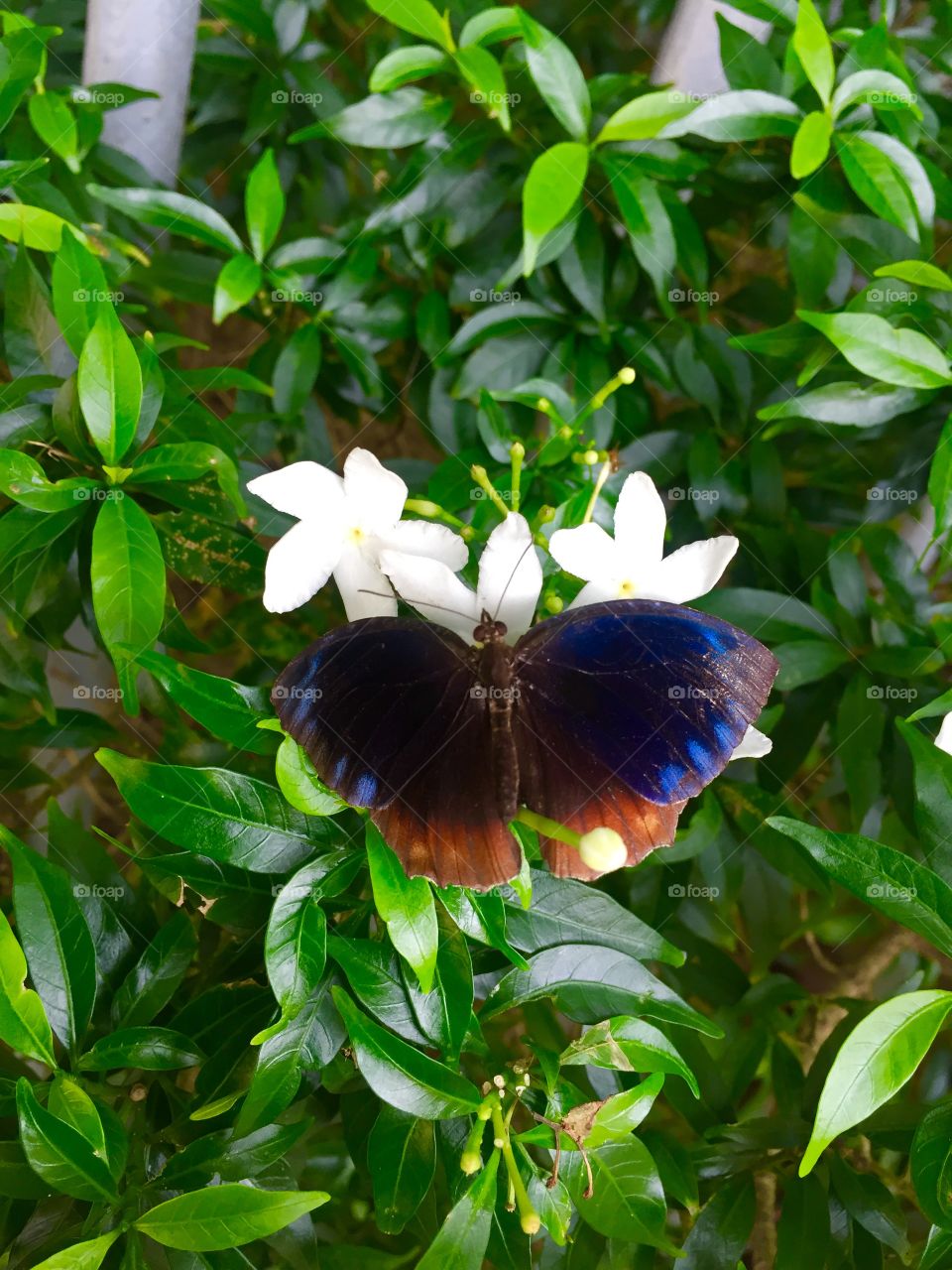 Butterfly can’t see their wings. They can’t see how truly beautiful they are, but everyone else can. People are like that as well.