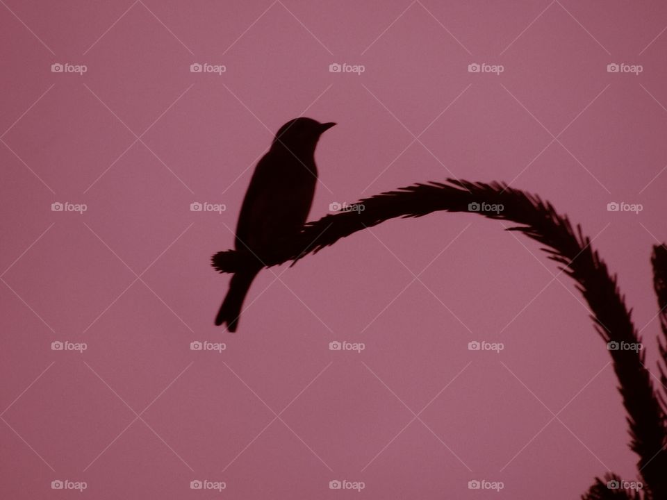 Silhouette of bird perching on plant
