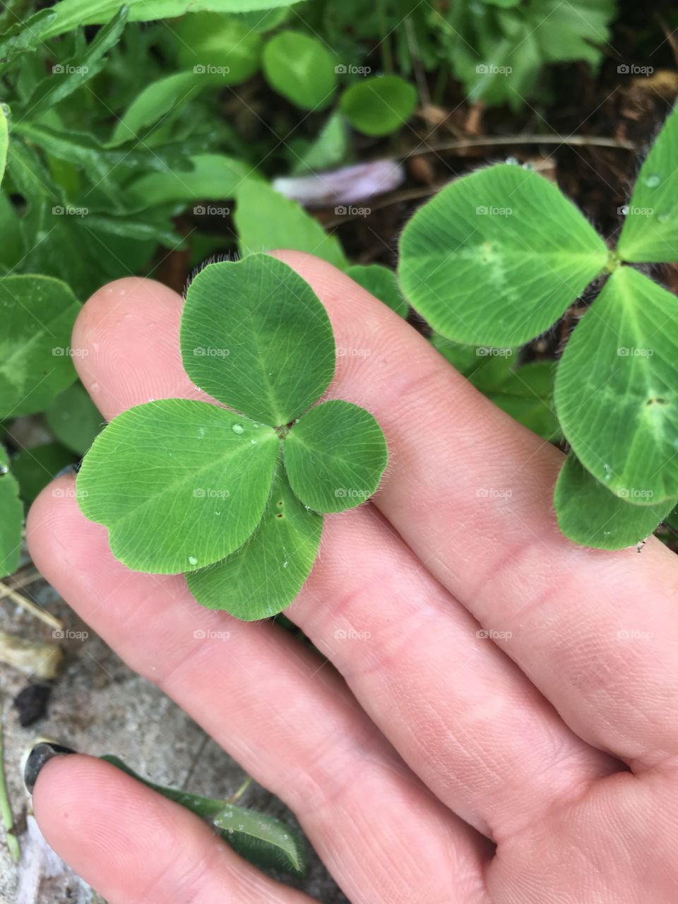 Lucky 4 leaf clover 