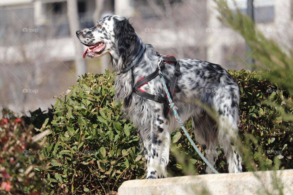 Portrait of a dog