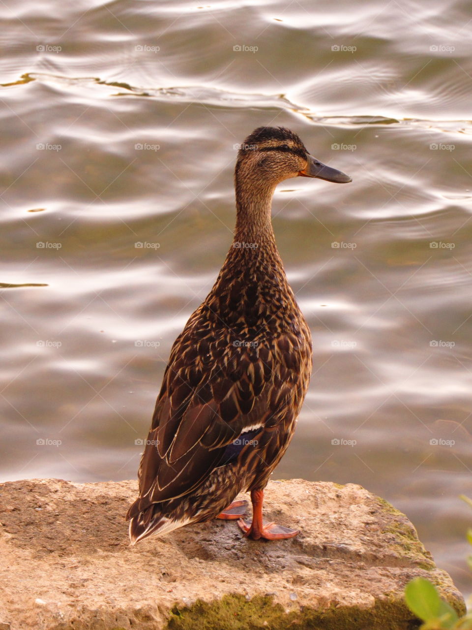 duck