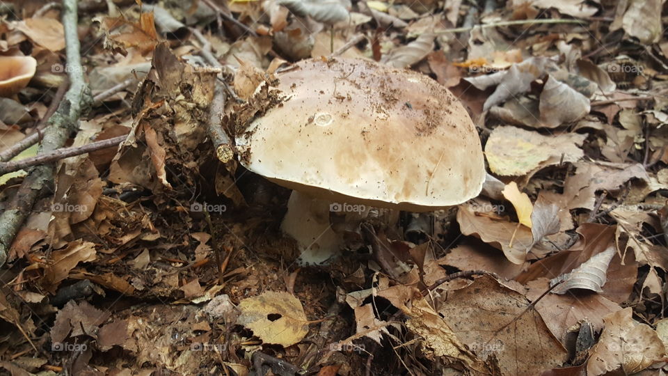 mushroom italy