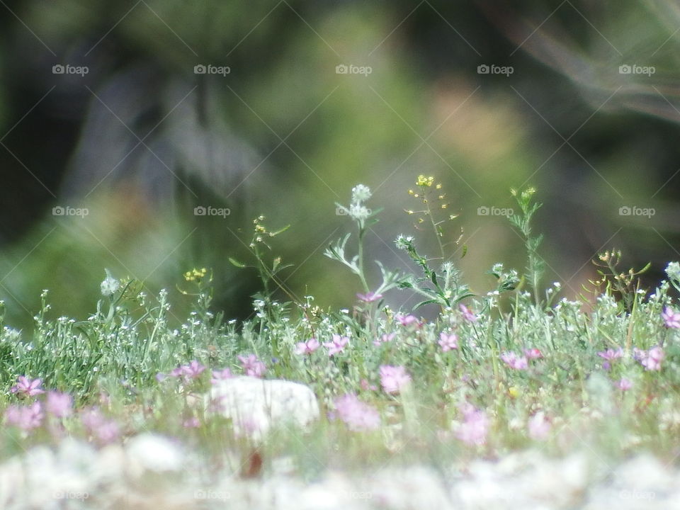 Assortment of small yellow, white and pink flowers against blurred background.