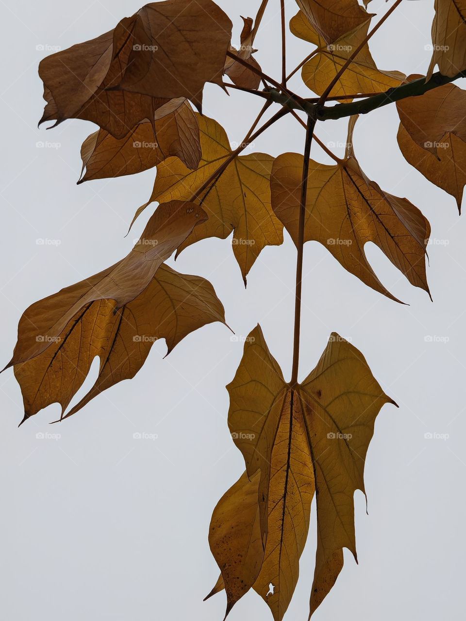 This photo features a clear sky as the background, highlighting the texture and colors of autumn leaves with a unique perspective and simple composit.This photo was taken in China and is intended for commercial use.