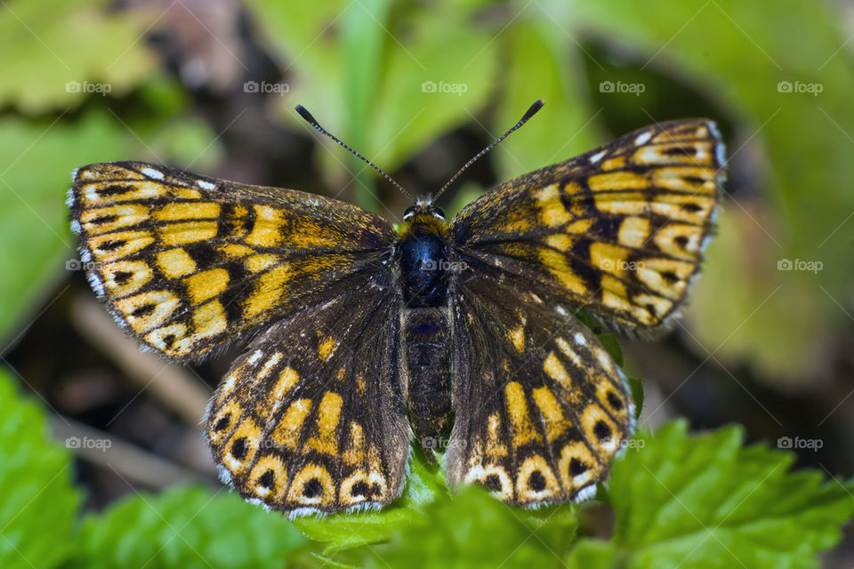 Male burgundy