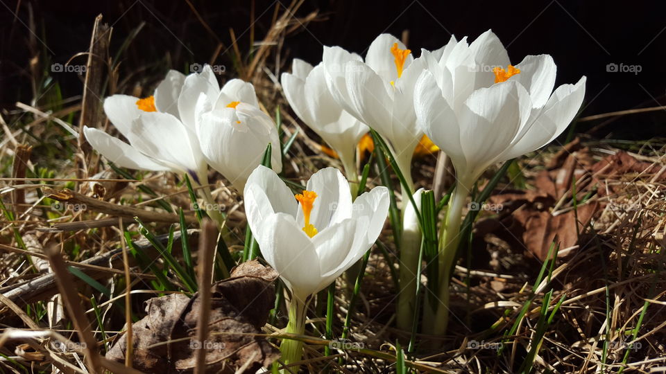 White crocuses