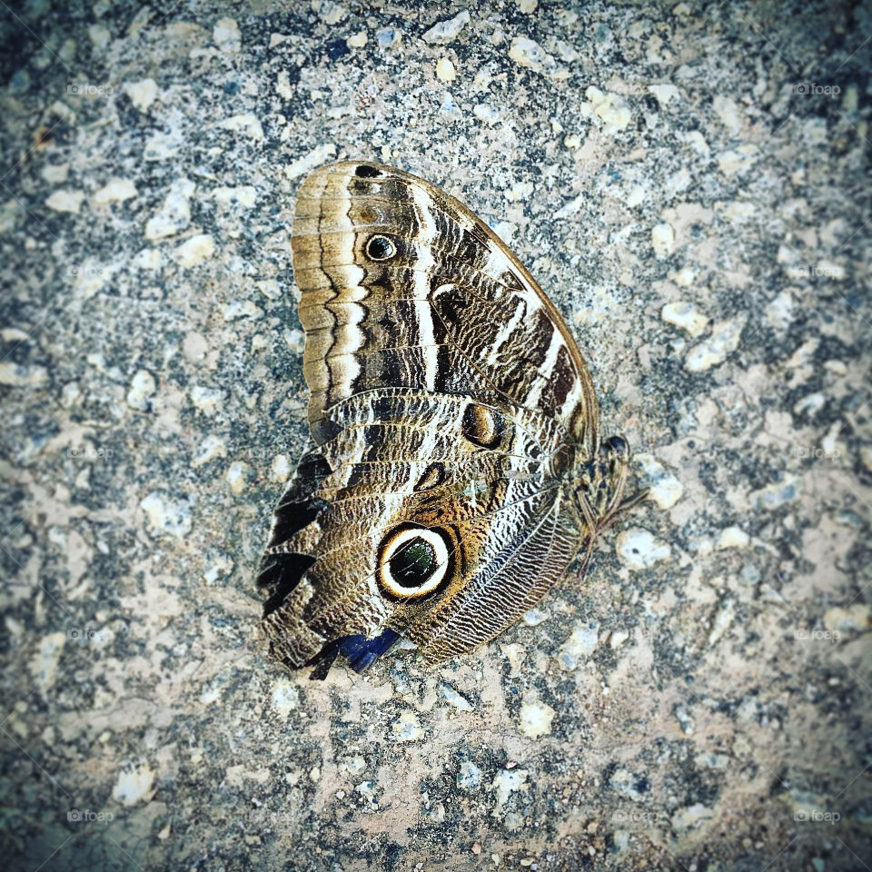 Uma borboleta tentando se camuflar na textura do chão. Como são belos esses seres tão delicados!