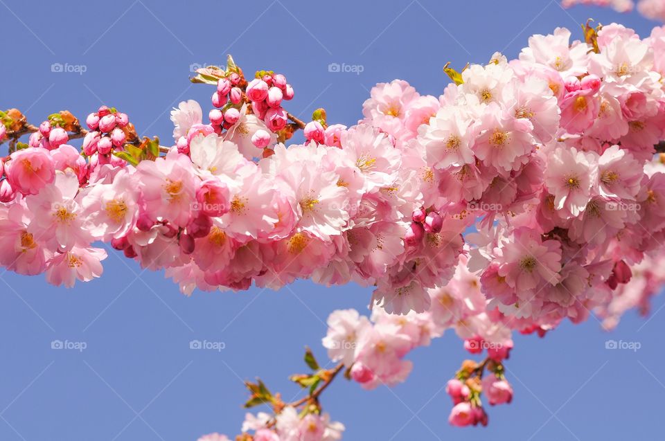 Cherry blossom on branch