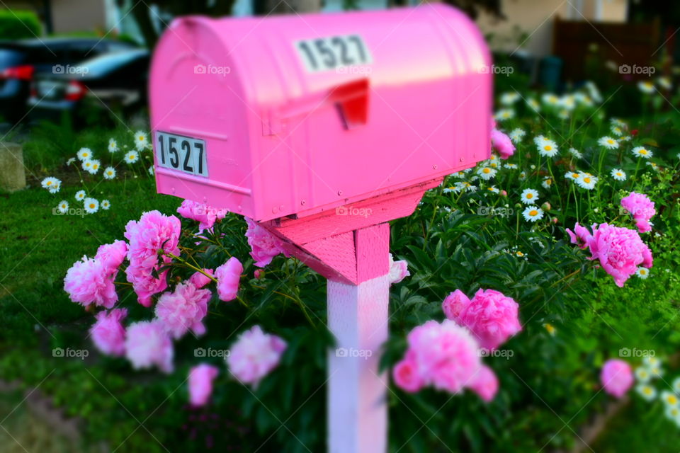 Pink mailbox with pink roses