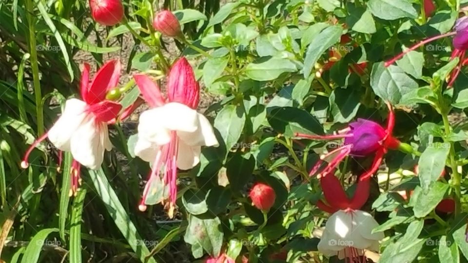 fuchsia flowers on the patio. friends planted this for me.  I have enjoyed the flowers all summer.