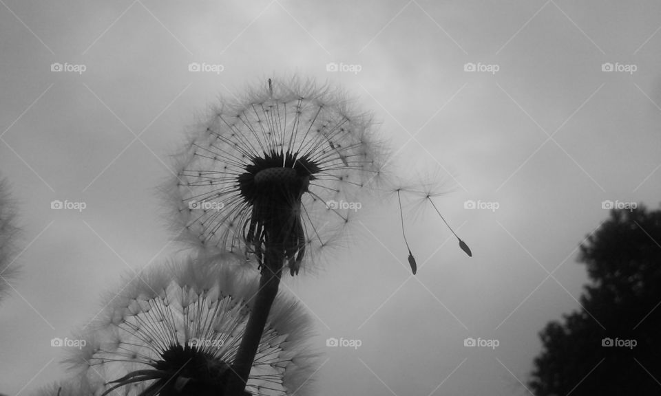 dandelions in the wind