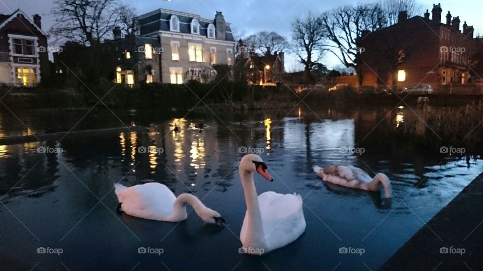 Three swans at Kew Green pond, Kew, London, during the twilight of a Summer evening.