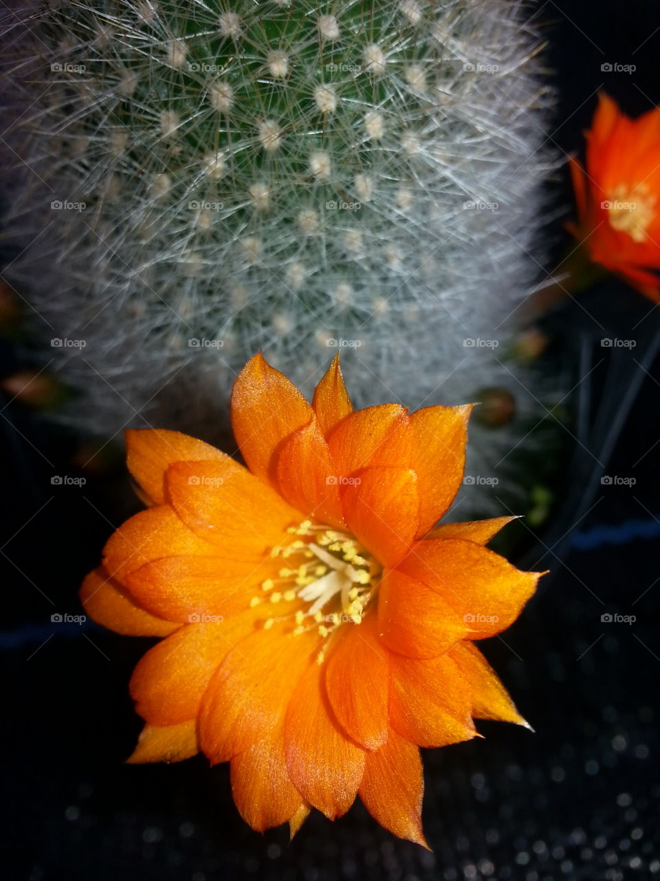 Cactus orange flower