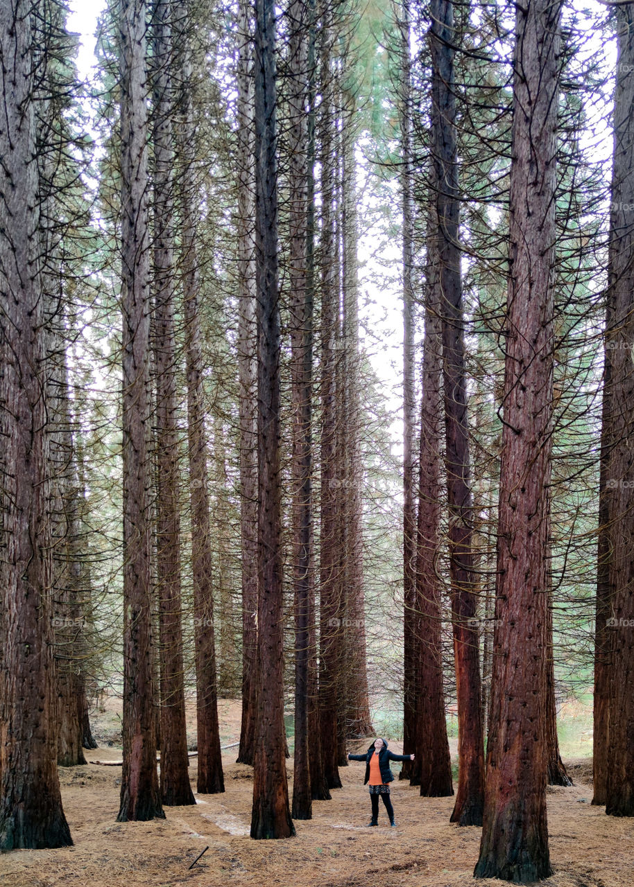 Feeling small in the sequoia forest