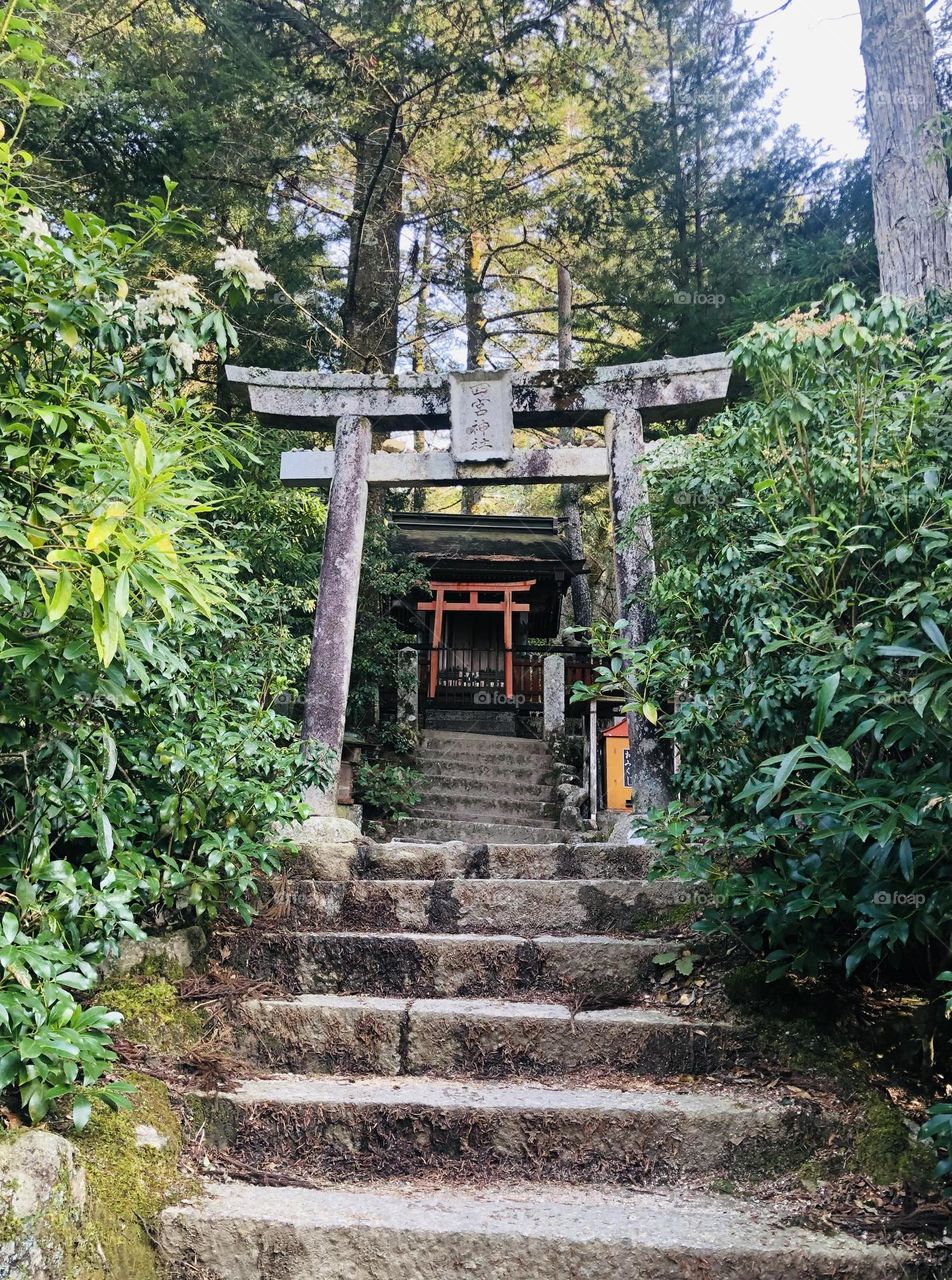 Forest Torii gates