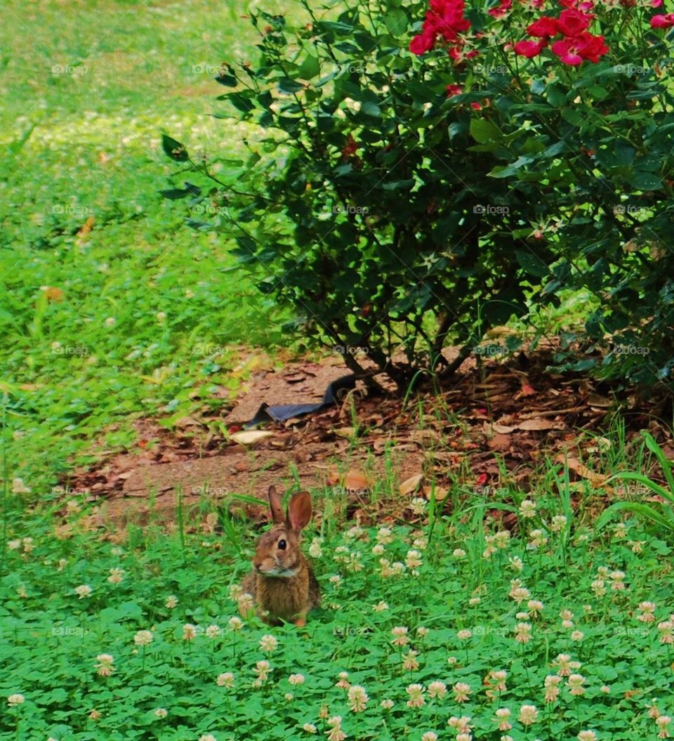 Bunny in the roses