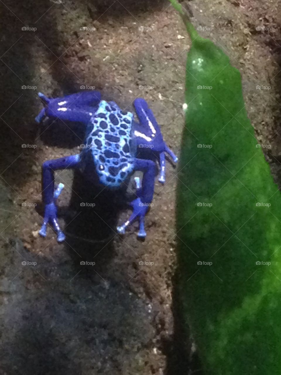 Blue frog