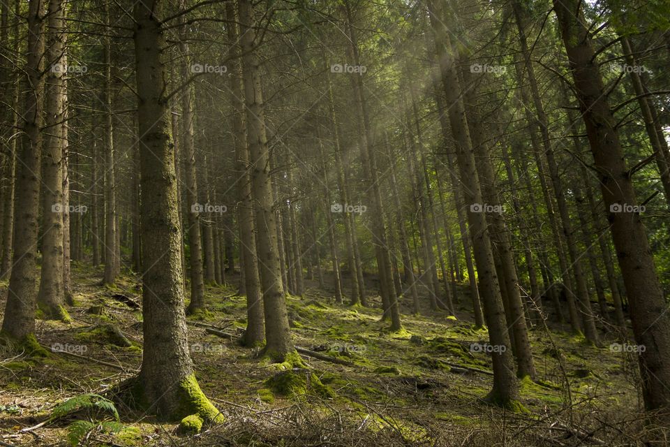 A scenic picture of a forest in the Ardennes in belgium. God rays are piercing through the trees.