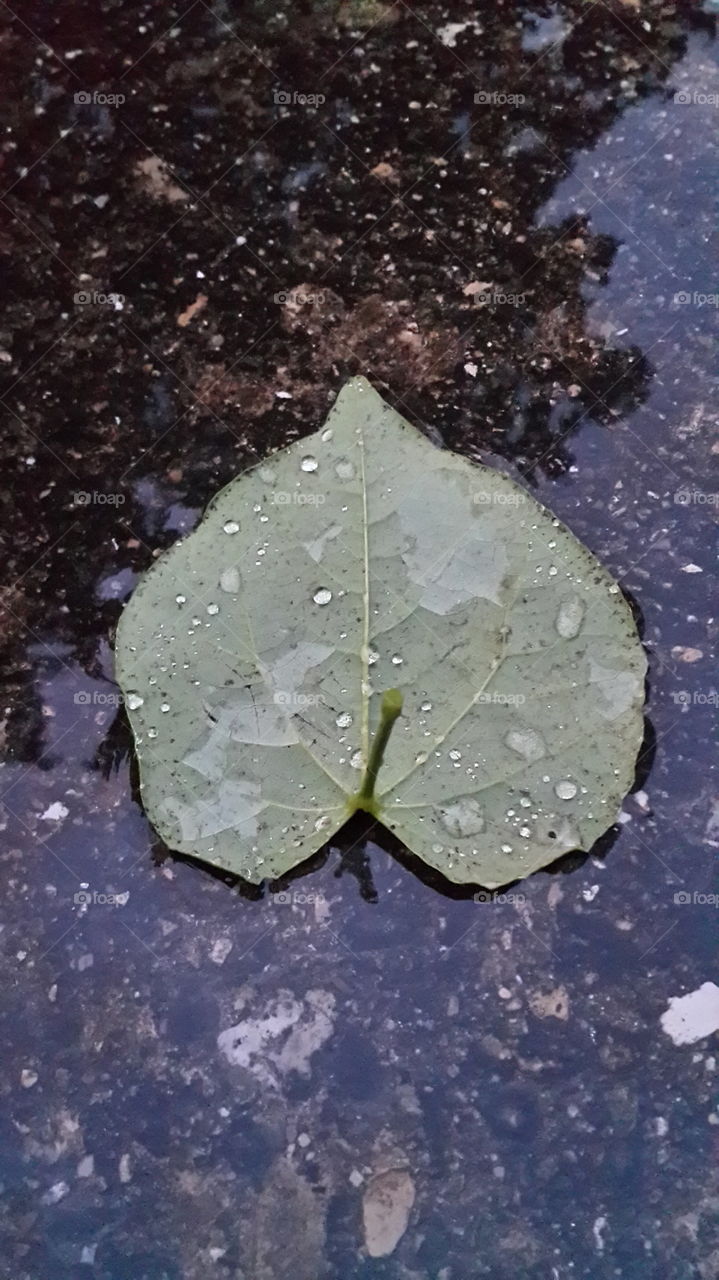 Leaf after the rain 2