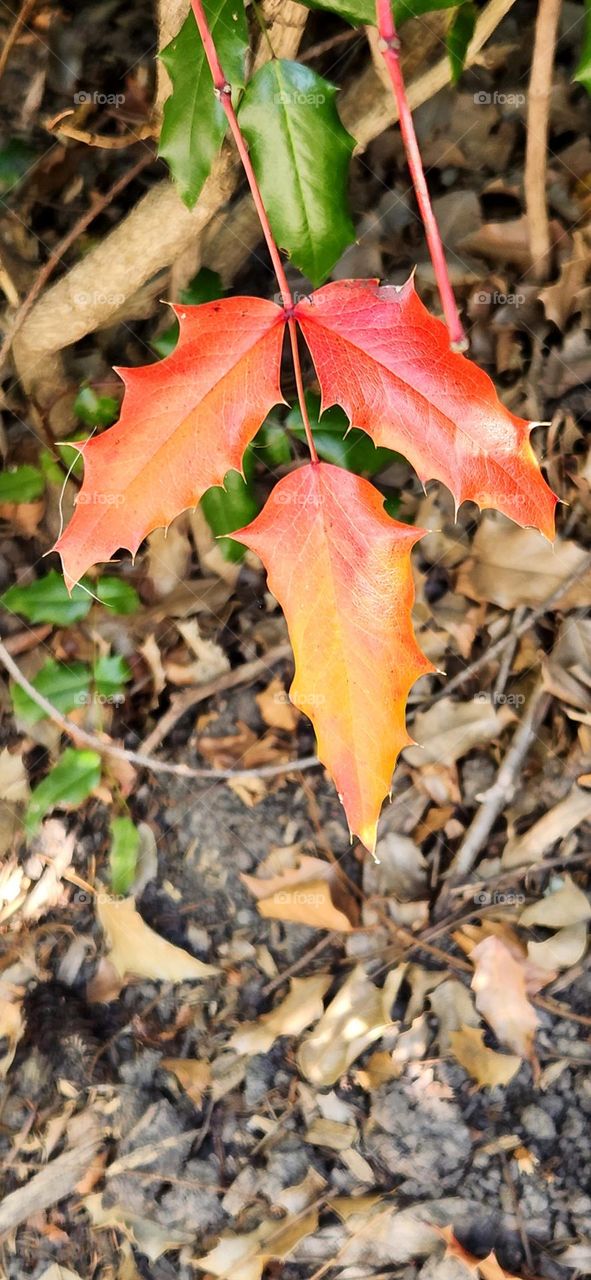 close up view of bright red orange leaves surrounded by dry fallen brown leaves and sticks at the edge of a forest in Oregon at the beginning of Autumn