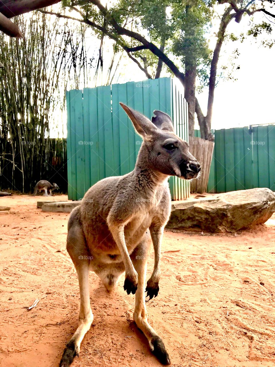Kangaroo 