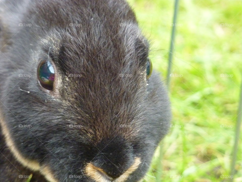 My rabbit close up