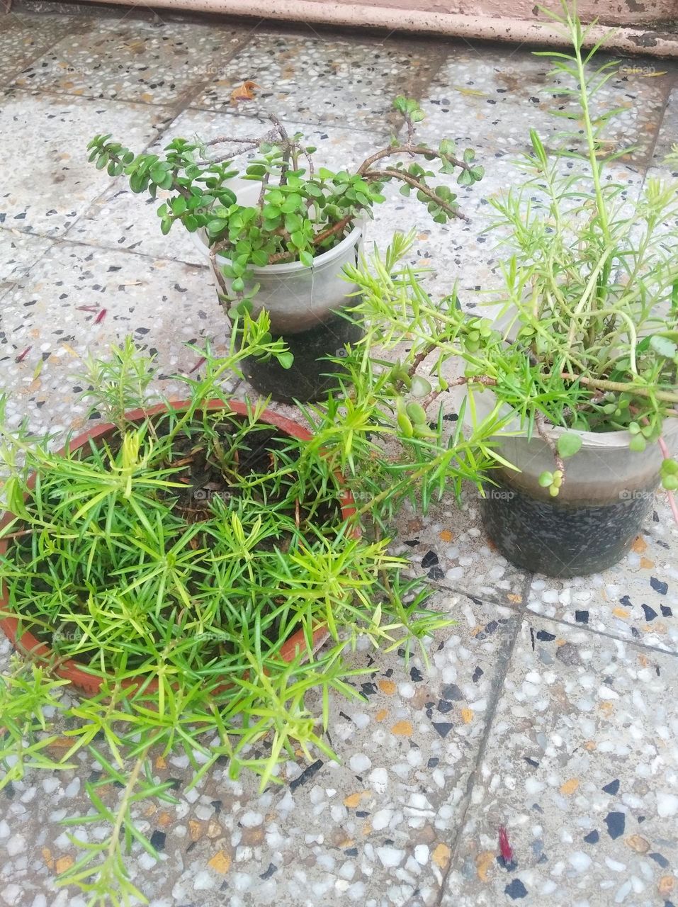 green plant of different plants in different pots on the occasion of earth day , shurb small in size fresh seasonal looking very beautiful