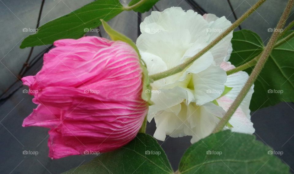 pink white flower