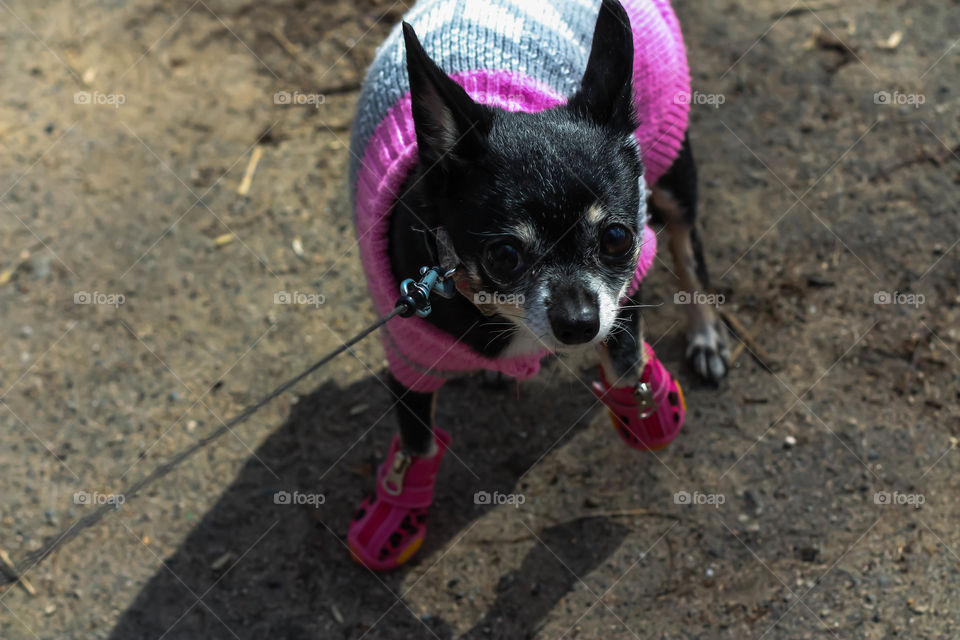 putting on shoes for a walk