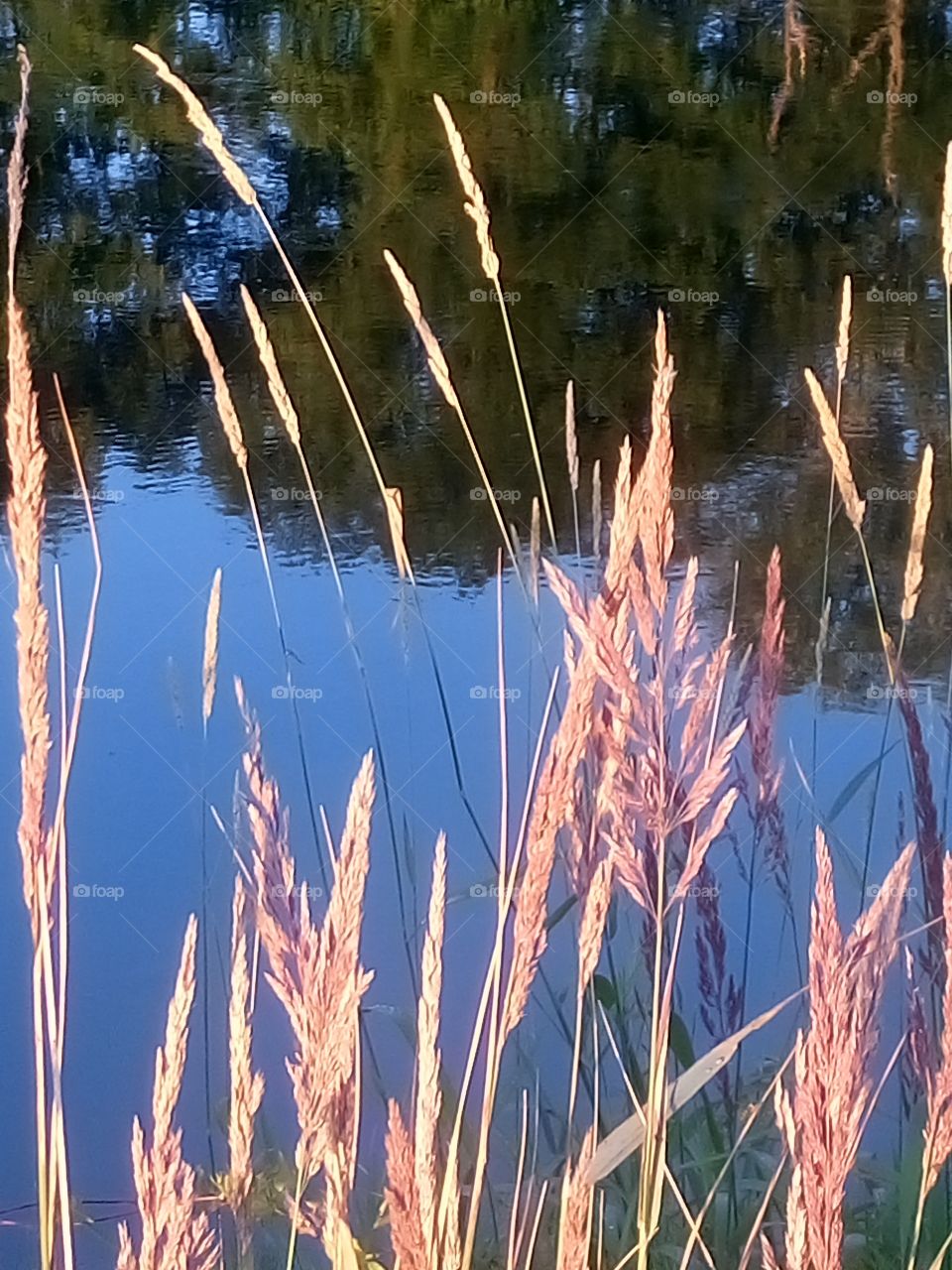 polish nature, rushes at the river