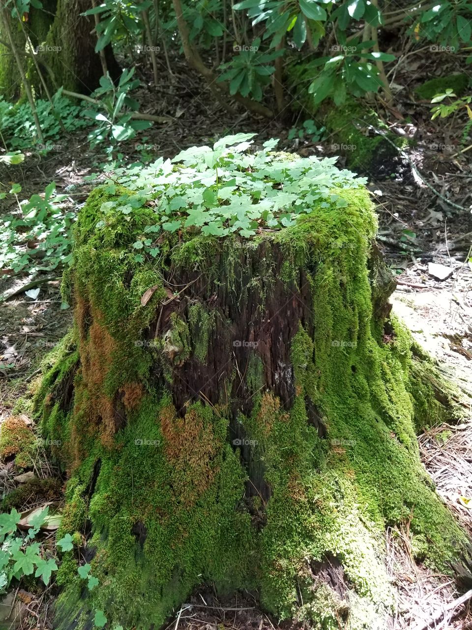 Overgrown stump