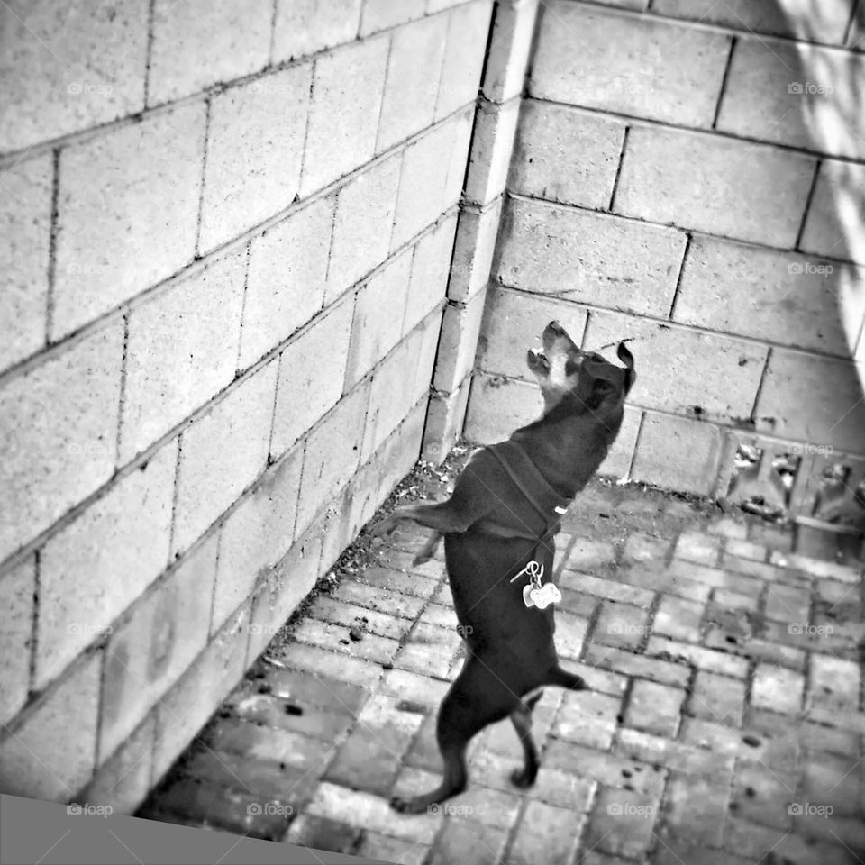 climbing up the wall's 