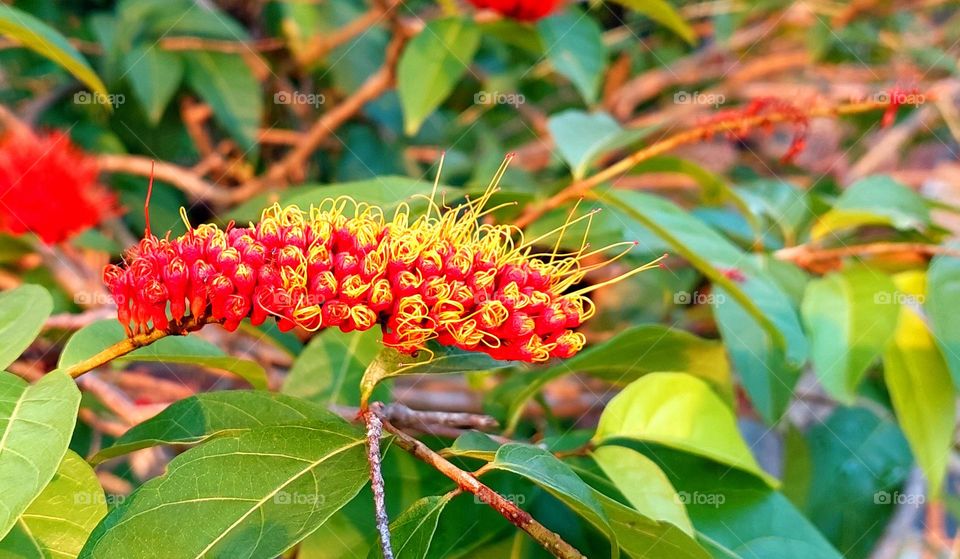 Combretum fruticosum