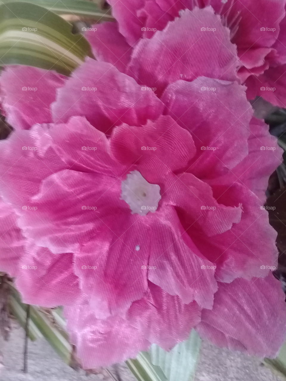 flor de jardín de color rosa brillante asomando de un cantero de ladrillos a la vista.