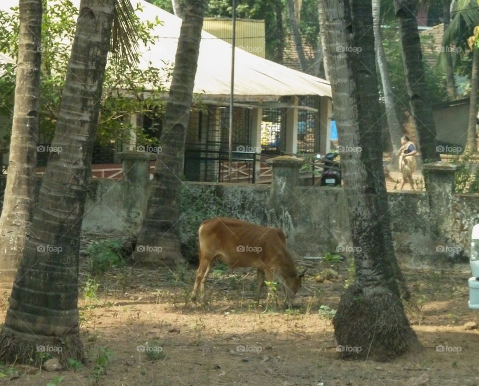 cow in India