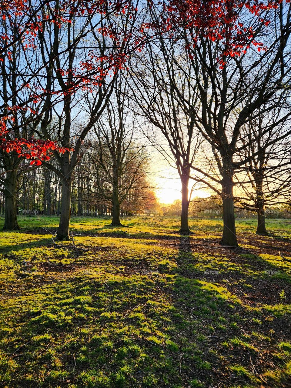 Spring sunset