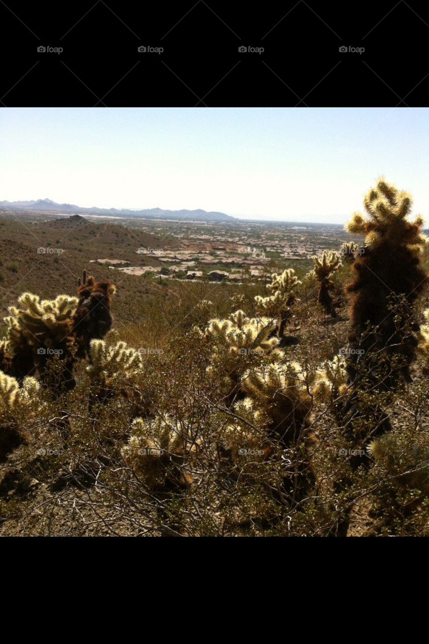 Desert ,cactus, sand