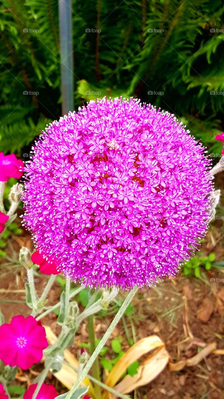 large fuschia flower