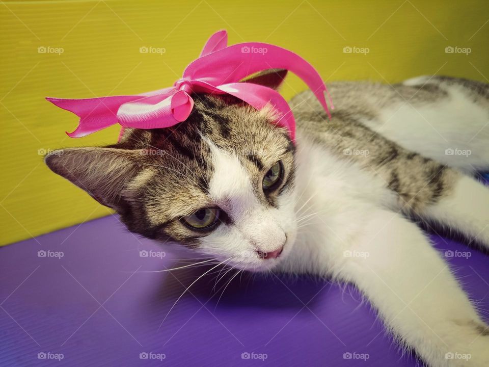 Vintage cats portrait. vintage vibe.