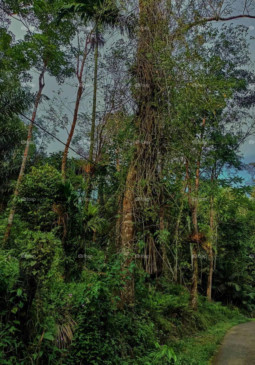 Trees with complicated trunks. Tree trunks that are hooked and hanging