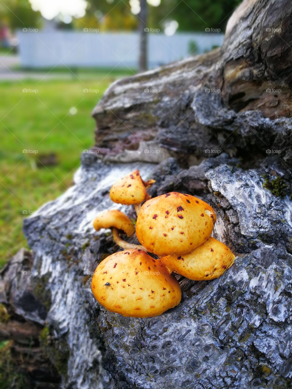 🍄 Mushrooms