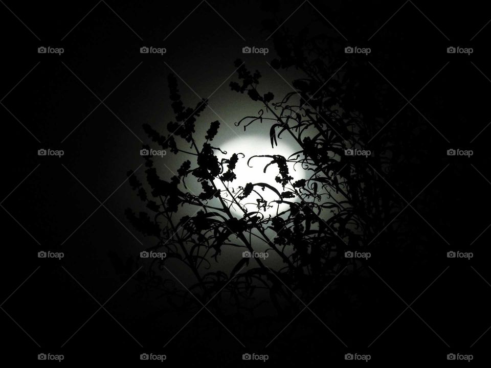 Full Moon thru the trees..