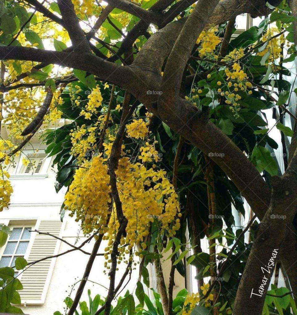 flower's tree