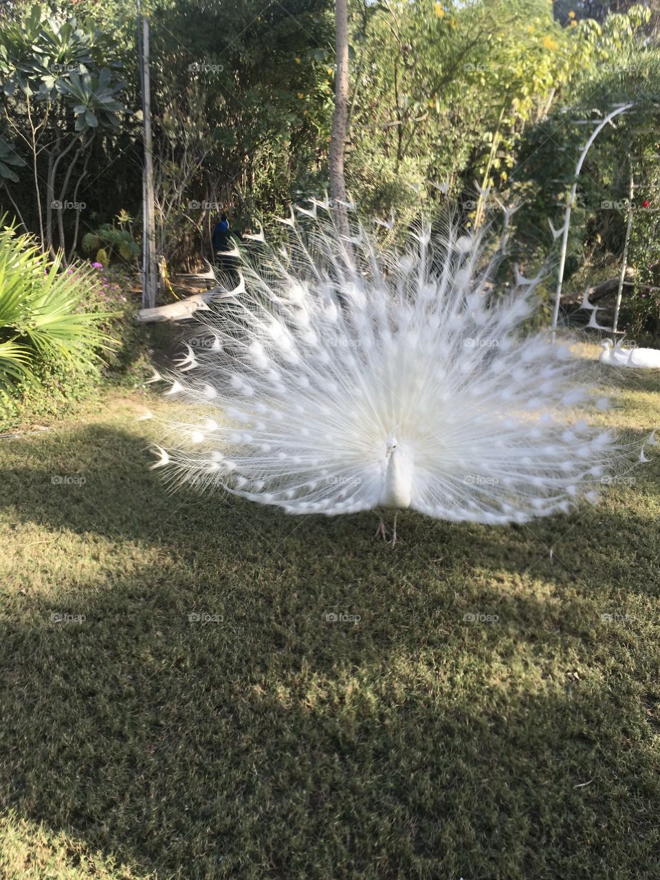 Peacock.....